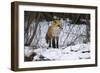 Red Fox Foraging-Joe McDonald-Framed Photographic Print