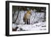 Red Fox Foraging-Joe McDonald-Framed Photographic Print