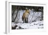 Red Fox Foraging-Joe McDonald-Framed Photographic Print