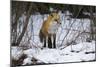 Red Fox Foraging-Joe McDonald-Mounted Photographic Print