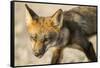 Red Fox, Gillam, Manitoba, Canada-Paul Souders-Framed Stretched Canvas