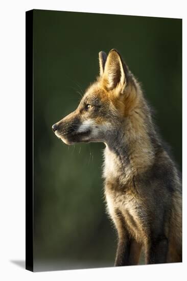Red Fox, Gillam, Manitoba, Canada-Paul Souders-Stretched Canvas