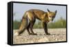 Red Fox, Gillam, Manitoba, Canada-Paul Souders-Framed Stretched Canvas