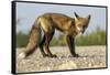 Red Fox, Gillam, Manitoba, Canada-Paul Souders-Framed Stretched Canvas