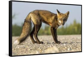 Red Fox, Gillam, Manitoba, Canada-Paul Souders-Framed Stretched Canvas