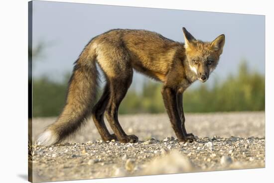 Red Fox, Gillam, Manitoba, Canada-Paul Souders-Stretched Canvas