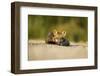 Red Fox, Gillam, Manitoba, Canada-Paul Souders-Framed Photographic Print