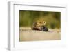 Red Fox, Gillam, Manitoba, Canada-Paul Souders-Framed Photographic Print