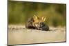 Red Fox, Gillam, Manitoba, Canada-Paul Souders-Mounted Photographic Print