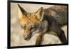 Red Fox, Gillam, Manitoba, Canada-Paul Souders-Framed Photographic Print