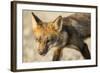 Red Fox, Gillam, Manitoba, Canada-Paul Souders-Framed Photographic Print