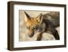 Red Fox, Gillam, Manitoba, Canada-Paul Souders-Framed Photographic Print