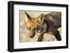 Red Fox, Gillam, Manitoba, Canada-Paul Souders-Framed Photographic Print