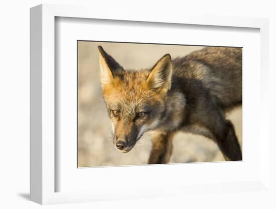 Red Fox, Gillam, Manitoba, Canada-Paul Souders-Framed Photographic Print