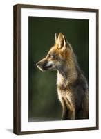 Red Fox, Gillam, Manitoba, Canada-Paul Souders-Framed Photographic Print