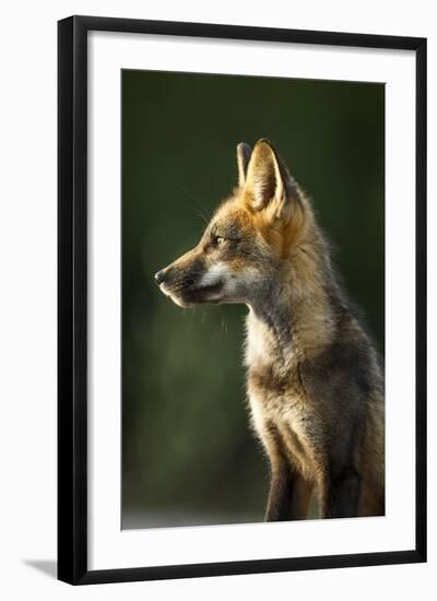 Red Fox, Gillam, Manitoba, Canada-Paul Souders-Framed Photographic Print