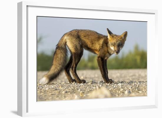 Red Fox, Gillam, Manitoba, Canada-Paul Souders-Framed Photographic Print