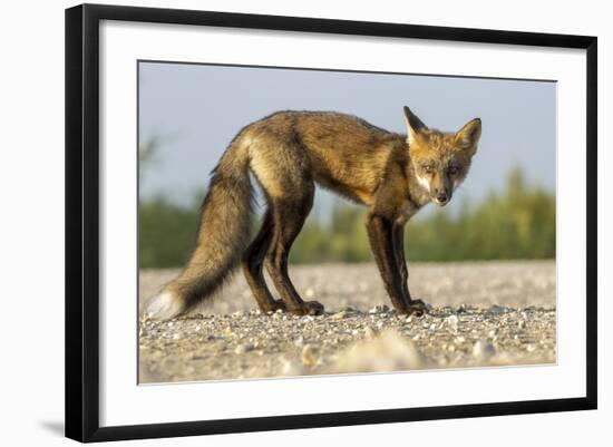 Red Fox, Gillam, Manitoba, Canada-Paul Souders-Framed Photographic Print