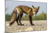 Red Fox, Gillam, Manitoba, Canada-Paul Souders-Mounted Photographic Print