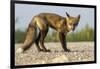 Red Fox, Gillam, Manitoba, Canada-Paul Souders-Framed Photographic Print