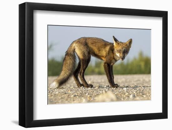 Red Fox, Gillam, Manitoba, Canada-Paul Souders-Framed Photographic Print