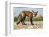 Red Fox, Gillam, Manitoba, Canada-Paul Souders-Framed Photographic Print