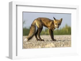 Red Fox, Gillam, Manitoba, Canada-Paul Souders-Framed Photographic Print