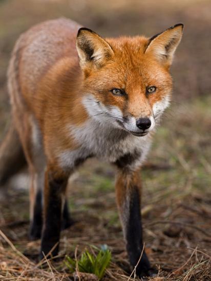 Red Fox, Head on Full-Body Portrait, Lancashire, UK' Photographic Print -  Elliot Neep | AllPosters.com