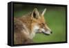 Red fox head portrait, Suffolk, England, United Kingdom, Europe-Kyle Moore-Framed Stretched Canvas