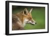 Red fox head portrait, Suffolk, England, United Kingdom, Europe-Kyle Moore-Framed Photographic Print