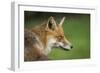 Red fox head portrait, Suffolk, England, United Kingdom, Europe-Kyle Moore-Framed Photographic Print