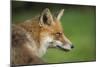 Red fox head portrait, Suffolk, England, United Kingdom, Europe-Kyle Moore-Mounted Photographic Print