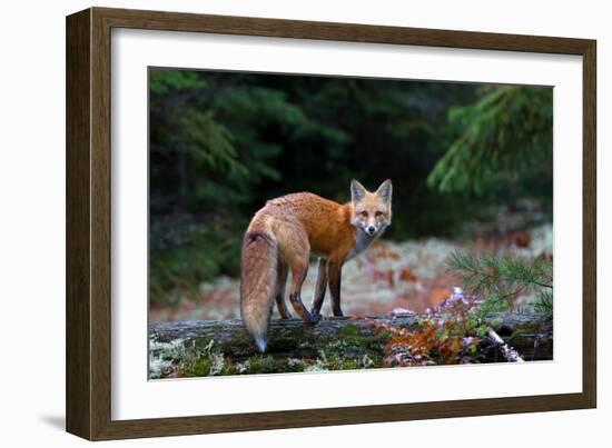 Red Fox in Algonquin Park-Jim Cumming-Framed Giclee Print