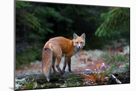 Red Fox in Algonquin Park-Jim Cumming-Mounted Giclee Print