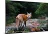 Red Fox in Algonquin Park-Jim Cumming-Mounted Giclee Print