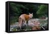 Red Fox in Algonquin Park-Jim Cumming-Framed Stretched Canvas