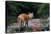 Red Fox in Algonquin Park-Jim Cumming-Stretched Canvas