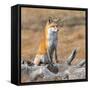 Red fox in its winter coat, Yellowstone National Park-George Sanker-Framed Stretched Canvas