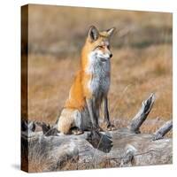 Red fox in its winter coat, Yellowstone National Park-George Sanker-Stretched Canvas