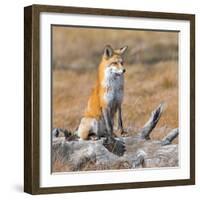 Red fox in its winter coat, Yellowstone National Park-George Sanker-Framed Photographic Print