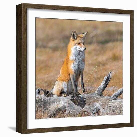 Red fox in its winter coat, Yellowstone National Park-George Sanker-Framed Photographic Print