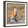 Red fox in its winter coat, Yellowstone National Park-George Sanker-Framed Photographic Print