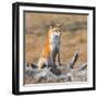 Red fox in its winter coat, Yellowstone National Park-George Sanker-Framed Photographic Print