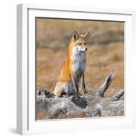 Red fox in its winter coat, Yellowstone National Park-George Sanker-Framed Photographic Print