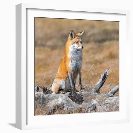 Red fox in its winter coat, Yellowstone National Park-George Sanker-Framed Photographic Print