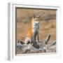 Red fox in its winter coat, Yellowstone National Park-George Sanker-Framed Photographic Print