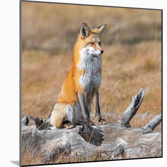 Red fox in its winter coat, Yellowstone National Park-George Sanker-Mounted Photographic Print
