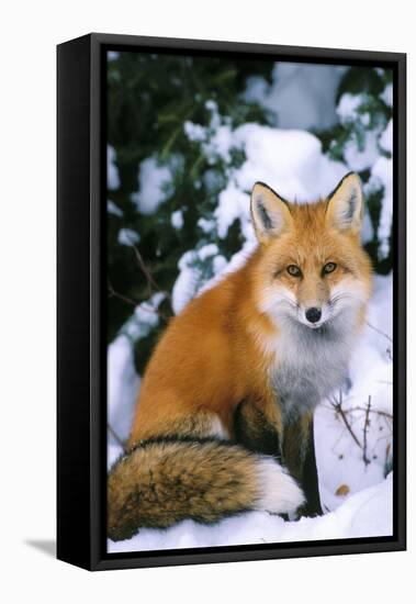 Red Fox in Snow-null-Framed Stretched Canvas