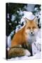 Red Fox in Snow-null-Stretched Canvas