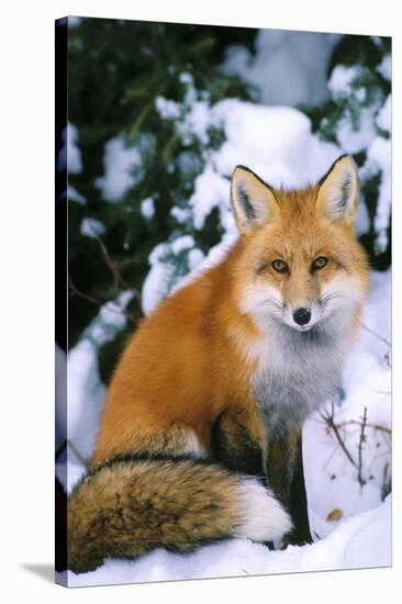 Red Fox in Snow-null-Stretched Canvas